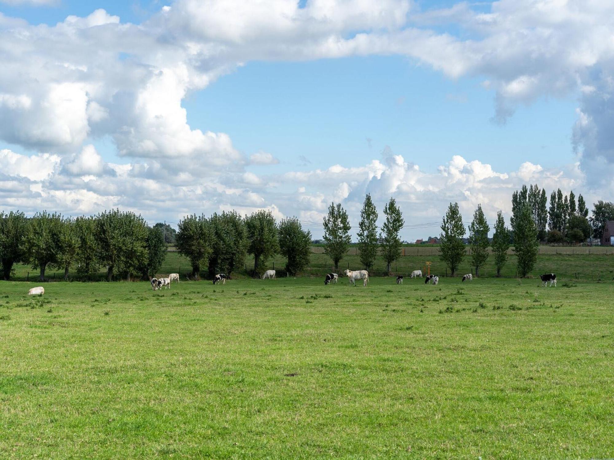 Spacious Holiday Home With Pond In Poperinge Roesbrugge-Haringe エクステリア 写真